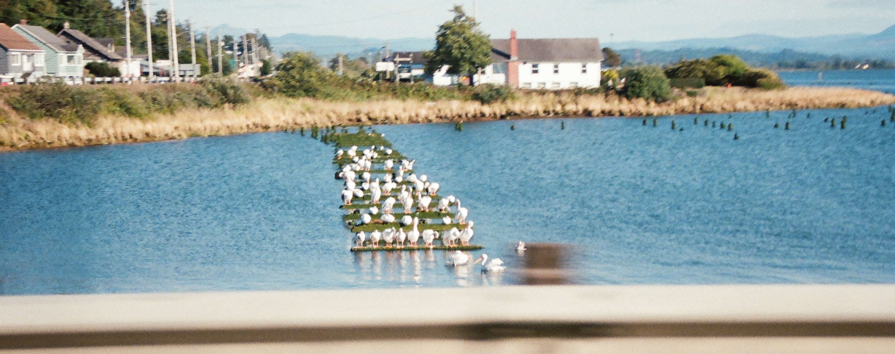 Astoria Birds
